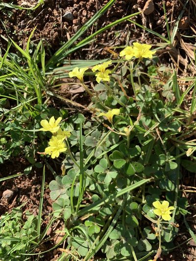Oxalis compressa, photographed by Dave Richardson
