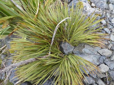 Aciphylla ferox, photographed by Mark Anderson