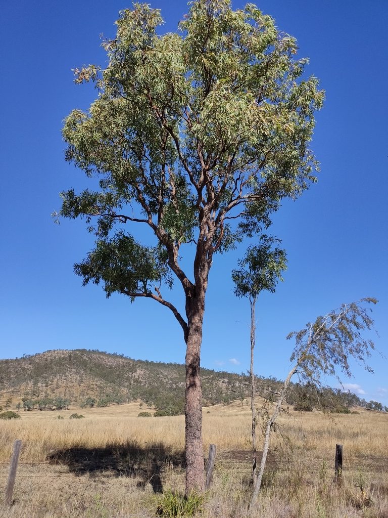 Corymbia erythrophloia, photographed by Tony van Kampen