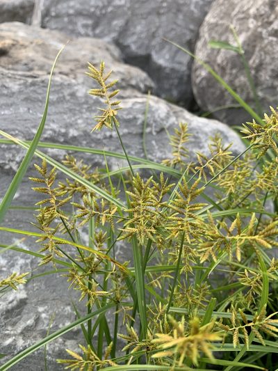 Cyperus microiria, photographed by Zihao Wang