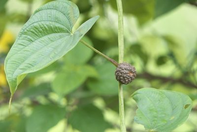 Dioscorea bulbifera, photographed by Dinesh Valke
