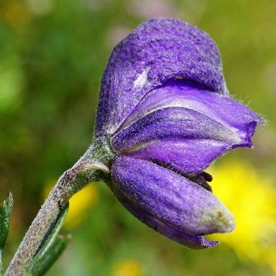 Aconitum napellus, photographed by Patrick Hacker