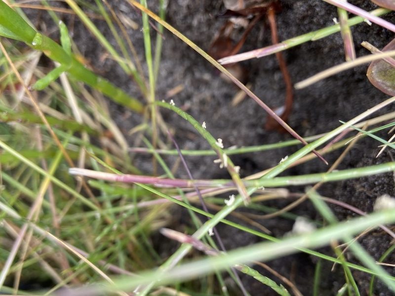 Parapholis strigosa, photographed by Dorte Stokholm