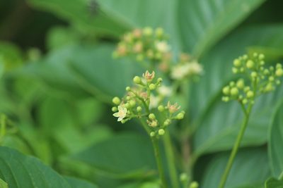 Cipadessa baccifera, photographed by Haneesh K M