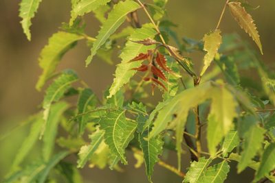 Azadirachta indica, photographed by Haneesh K M