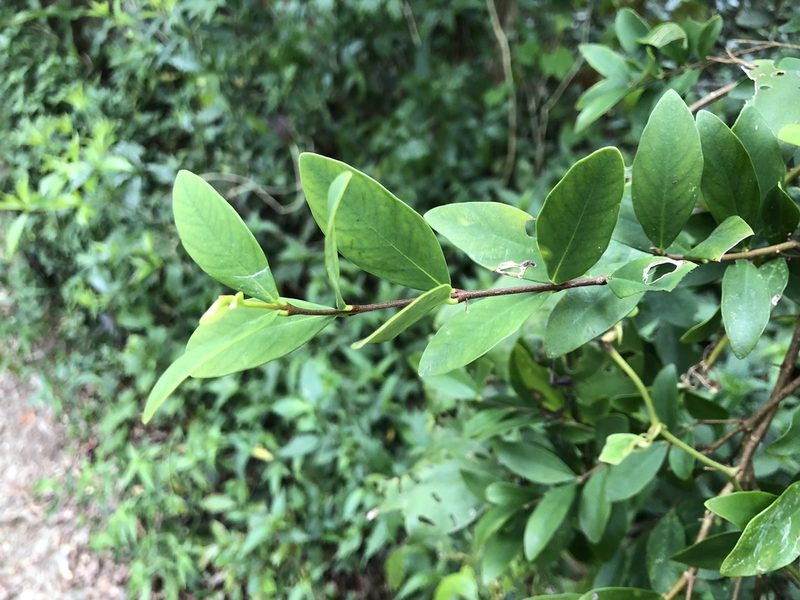 Wikstroemia taiwanensis, photographed by Cheng-Tao Lin