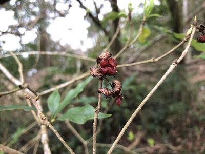 Pittosporum illicioides, photographed by Cheng-Tao Lin