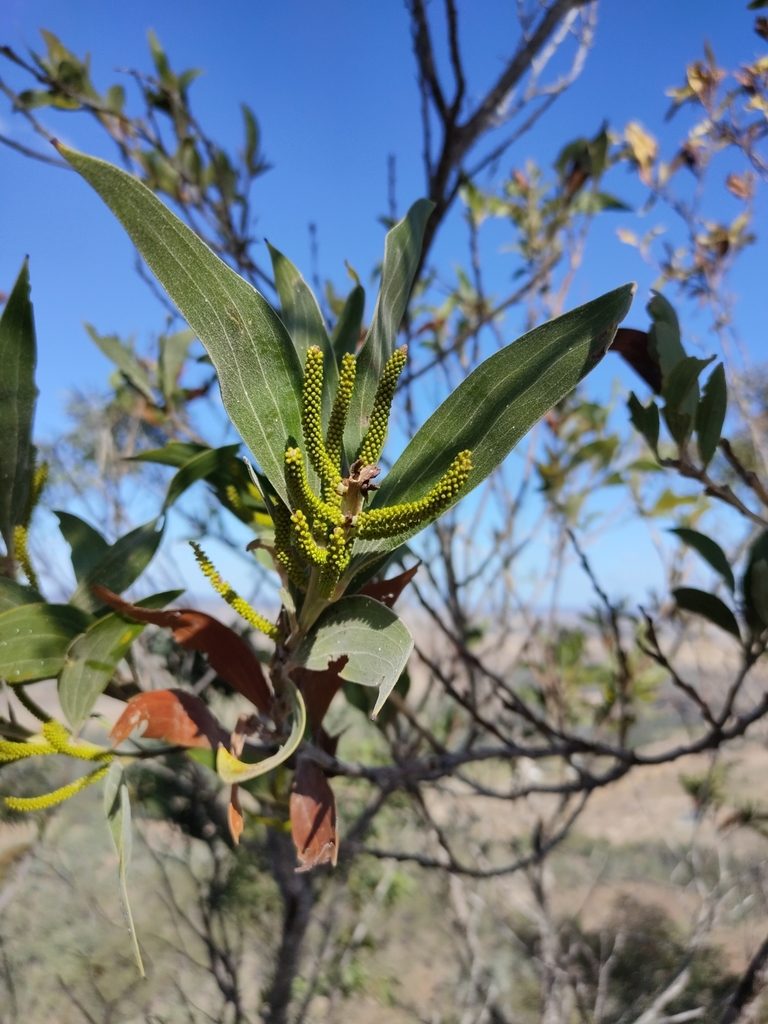 Acacia grandifolia, photographed by Tony van Kampen