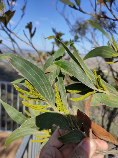 Acacia grandifolia, photographed by Tony van Kampen