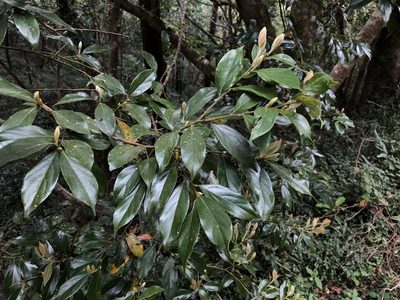 Lindera communis, photographed by Cheng-Tao Lin