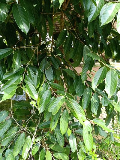 Hydnocarpus pentandrus, photographed by Pranav Chandra Bose
