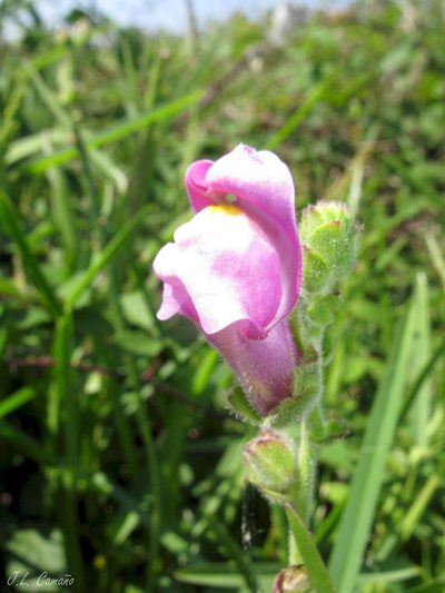 Antirrhinum linkianum, photographed by José Luis Camaño
