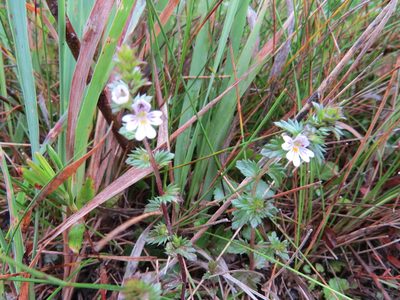 Euphrasia stricta, photographed by Howard Williams