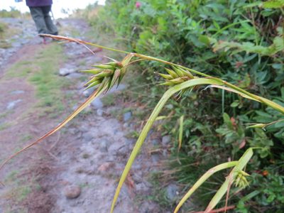 Carex folliculata, photographed by Howard Williams