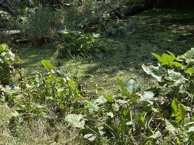 Sagittaria rigida, photographed by Summit Metro Parks
