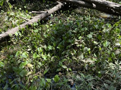 Sagittaria rigida, photographed by Summit Metro Parks