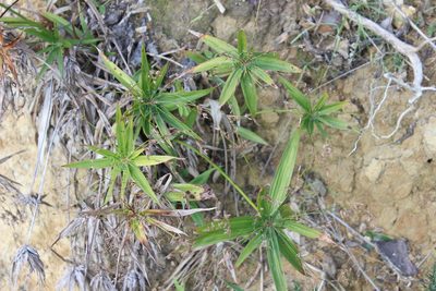Cyperus albostriatus, photographed by Joe Dillon