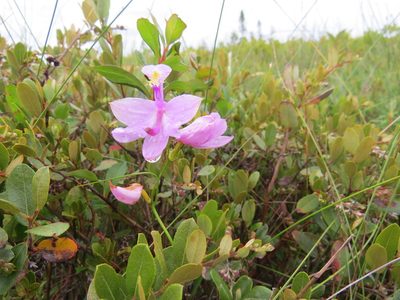 Calopogon tuberosus, photographed by Howard Williams