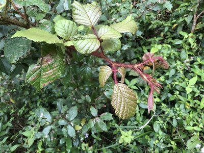 Rubus wallichianus, photographed by Cheng-Tao Lin