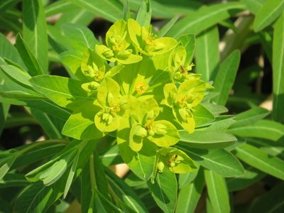 Euphorbia adenochlora, photographed by Marco Mussita
