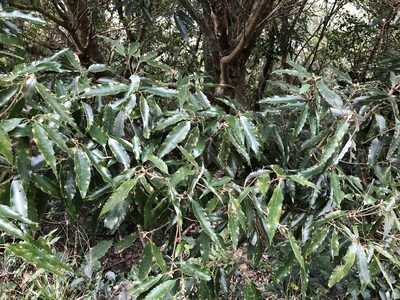 Quercus stenophylloides, photographed by Cheng-Tao Lin