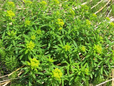 Euphorbia adenochlora, photographed by Marco Mussita