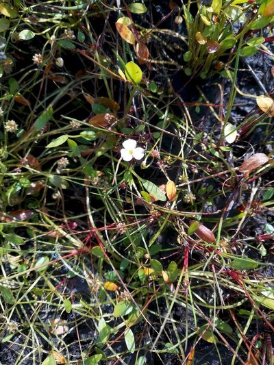 Baldellia alpestris, photographed by José Luis Camaño