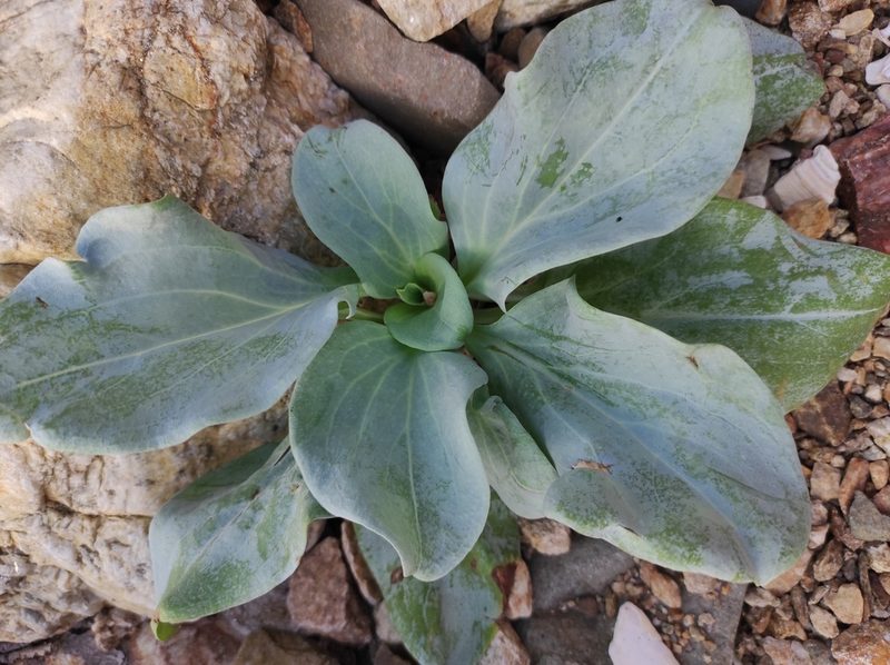 Mertensia simplicissima, photographed by Dmitrii Mostovoi