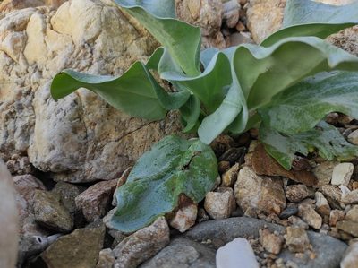 Mertensia simplicissima, photographed by Dmitrii Mostovoi