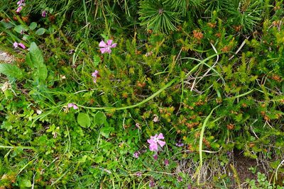 Dianthus alpinus, photographed by Patrick Hacker