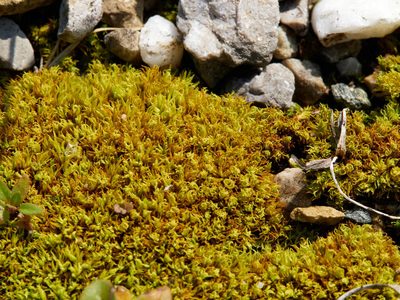 Tortella inclinata, photographed by Andreas Stiller