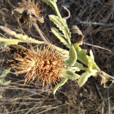 Centaurea seridis, photographed by Daniel Heras González