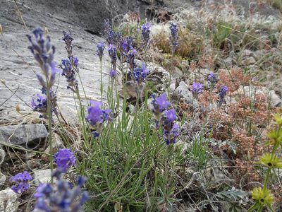 Lavandula angustifolia, photographed by Thomas Koffel