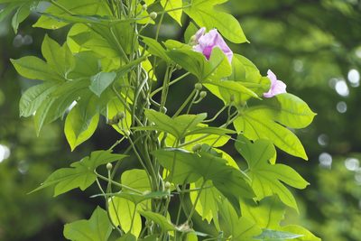 Ipomoea mauritiana, photographed by Dinesh Valke