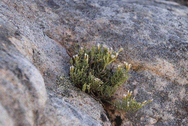 Dolichothrix ericoides, photographed by Tony Rebelo