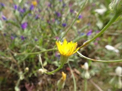 Crepis foetida, photographed by Thomas Koffel