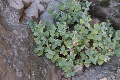 Lidbeckia quinqueloba, photographed by Tony Rebelo