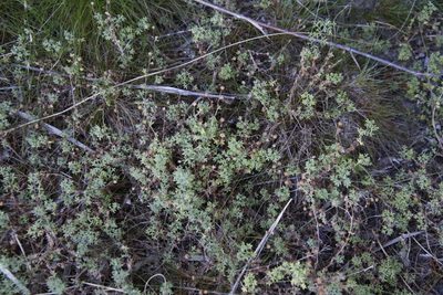 Lidbeckia quinqueloba, photographed by Tony Rebelo