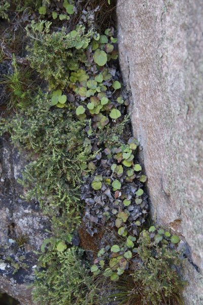 Centella villosa, photographed by Tony Rebelo