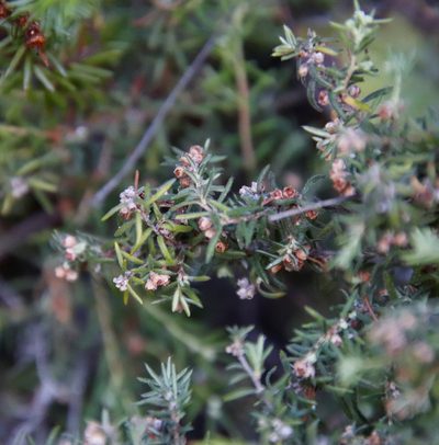 Erica philippioides, photographed by Tony Rebelo