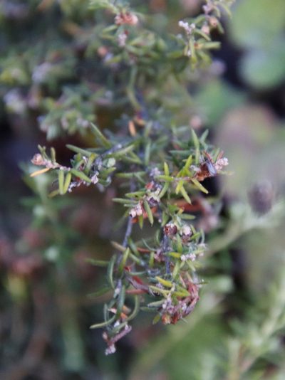 Erica philippioides, photographed by Tony Rebelo