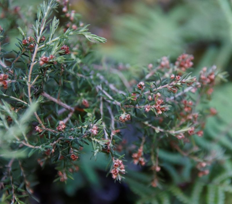 Erica philippioides, photographed by Tony Rebelo