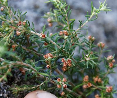 Erica philippioides, photographed by Tony Rebelo