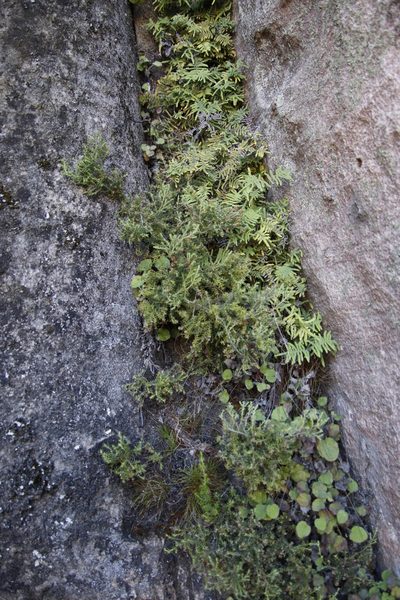 Erica philippioides, photographed by Tony Rebelo