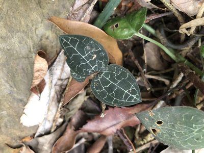 Anoectochilus formosanus, photographed by Cheng-Tao Lin