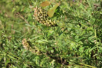 Astragalus uliginosus, photographed by Tatiana Strus