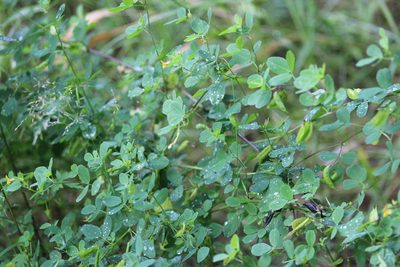Medicago platycarpos, photographed by Tatiana Strus