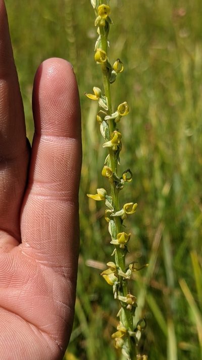Platanthera yosemitensis, photographed by My-Lan Le