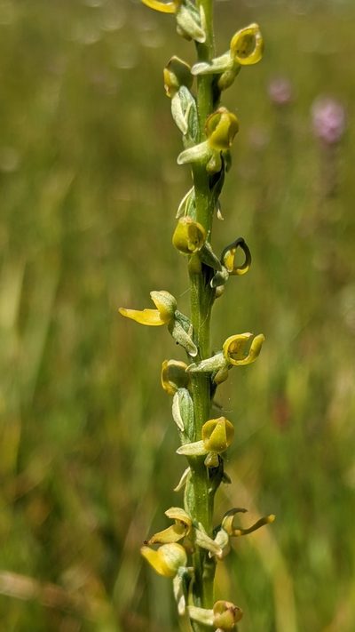 Platanthera yosemitensis, photographed by My-Lan Le
