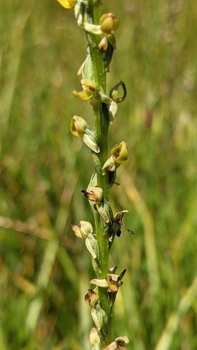 Platanthera yosemitensis, photographed by My-Lan Le